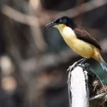 Japacanim: a encantadora ave dos rios e lagoas do Brasil - Imagem: Canva Pró.