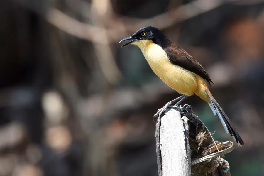 Japacanim: a encantadora ave dos rios e lagoas do Brasil - Imagem: Canva Pró.
