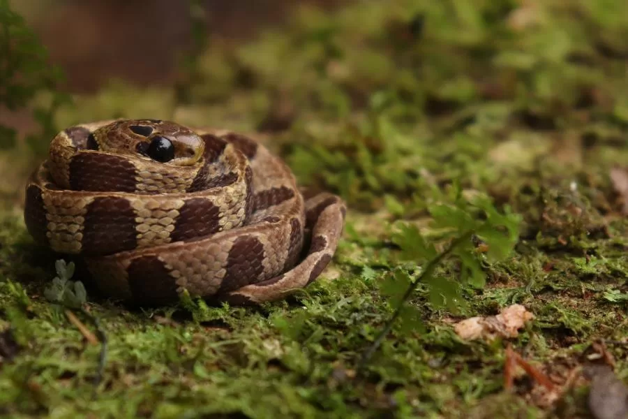 Jararaca-dormideira: uma serpente misteriosa e inofensiva