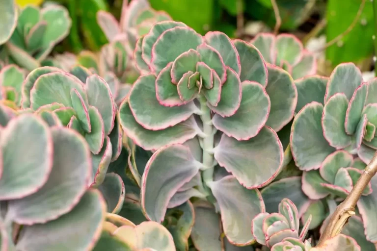 Kalanchoe fantasma: uma joia floral de Madagascar - Imagem: Canva Pró.