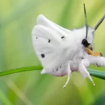 Mariposa-poodle: a descoberta de uma possível nova espécie de artrópode - Imagem: Canva Pró.