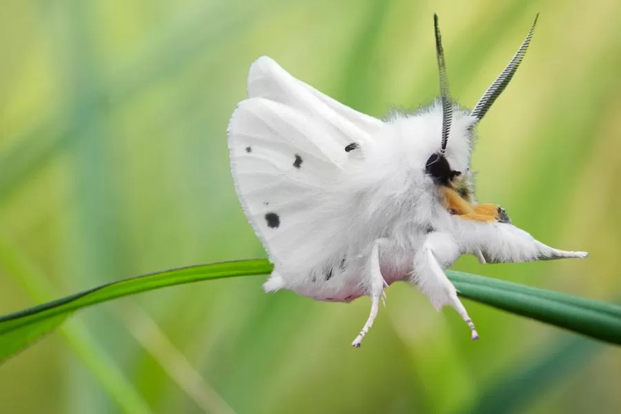 Mariposa-poodle: a descoberta de uma possível nova espécie de artrópode - Imagem: Canva Pró.