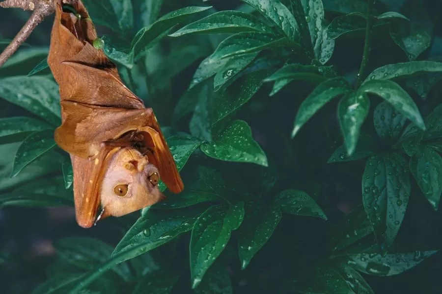Morcego-nariz-de-tubo: o morcego Yoda dos trópicos