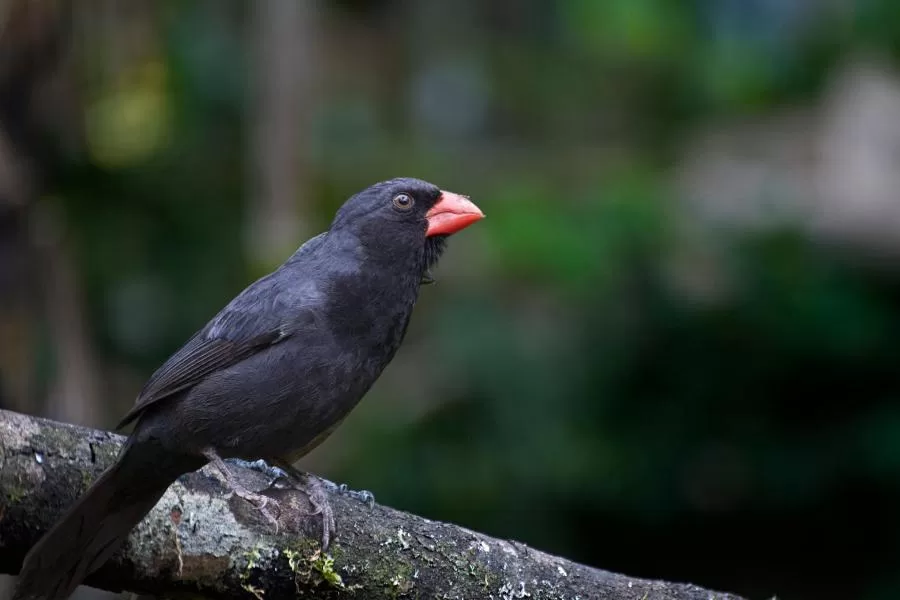 Bico-de-pimenta: a exuberante ave de bico encarnado - Imagem: Canva Pró.
