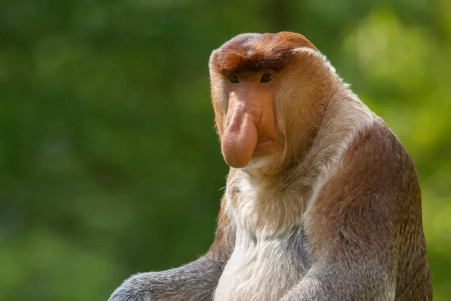 Macaco-narigudo: conhecendo o primata das florestas tropicais