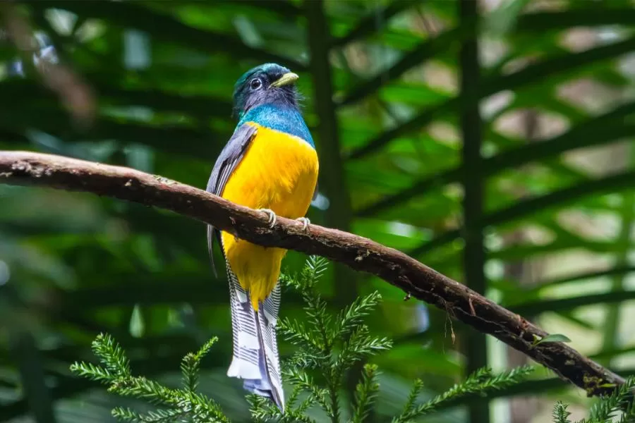 Surucuá-dourado: o pássaro brilhante dos bosques tropicais