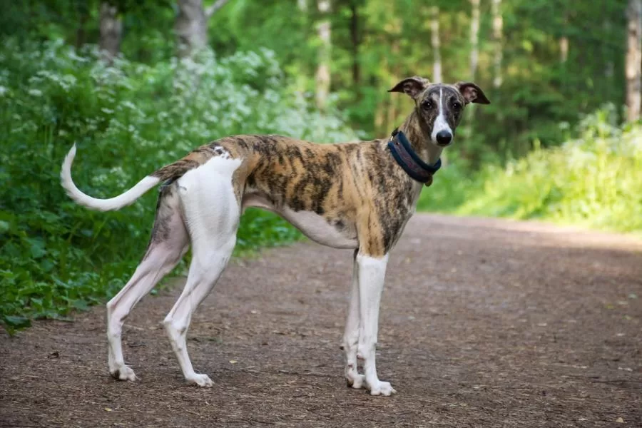 O galgo: elegância e velocidade na natureza