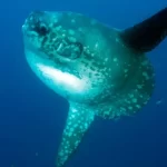 Peixe-lua: o gigante dos oceanos