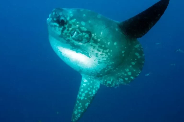 Peixe-lua: o gigante dos oceanos