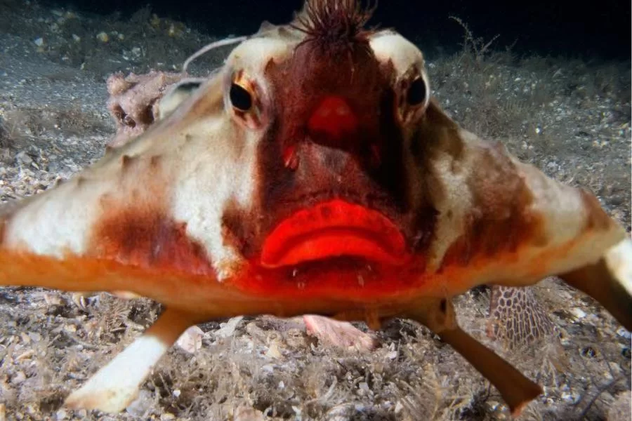 Peixe-morcego de lábios vermelhos: um habitante colorido dos recifes