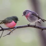 Tordo-rosa: a beleza delicada em tons de rosa - Imagem: Canva Pró.