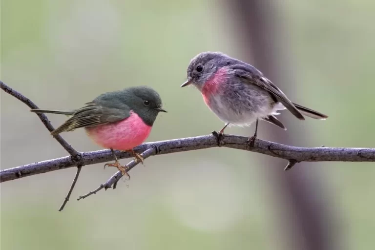 Tordo-rosa: a beleza delicada em tons de rosa - Imagem: Canva Pró.