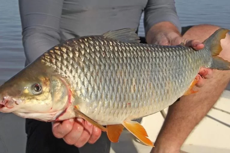 Piapara: desvendando os mistérios de um habitante aquático