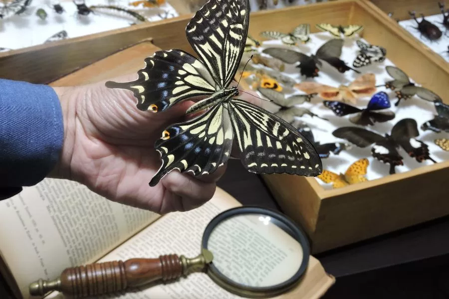 Explorando o mundo dos insetos: a fascinante profissão de entomologia