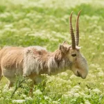 Saiga: a surpreendente antílope das estepes