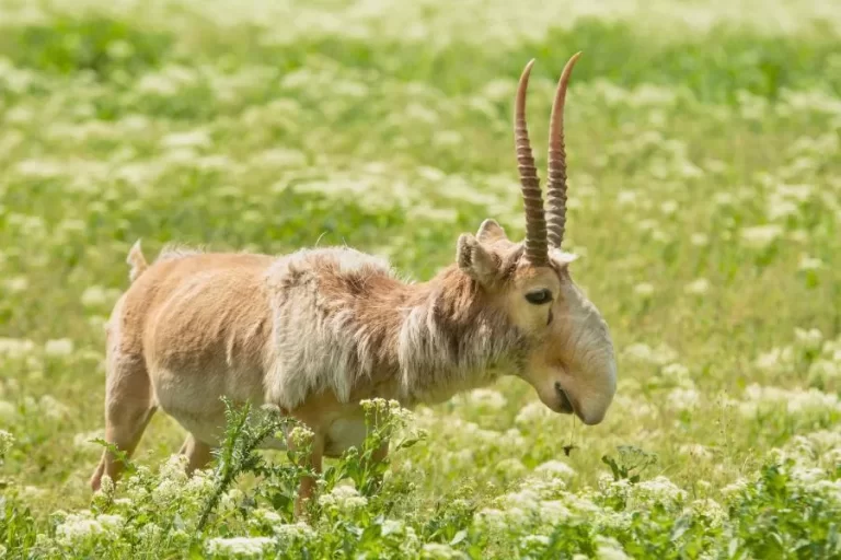 Saiga: a surpreendente antílope das estepes