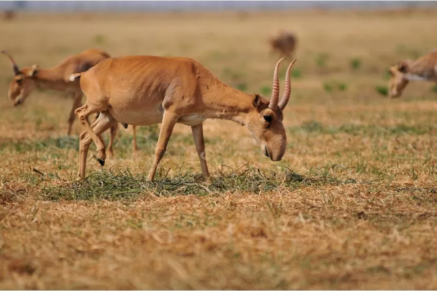 Saiga: a surpreendente antílope das estepes