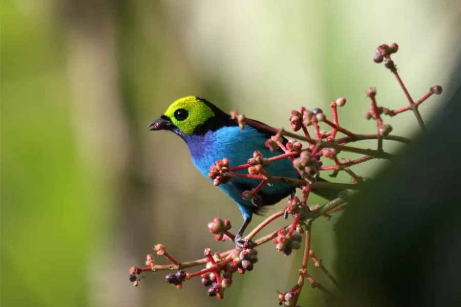 Saira-do-paraíso: as sete cores da amazônia em um pássaro encantador