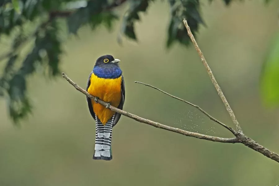 Surucuá-dourado: o pássaro brilhante dos bosques tropicais