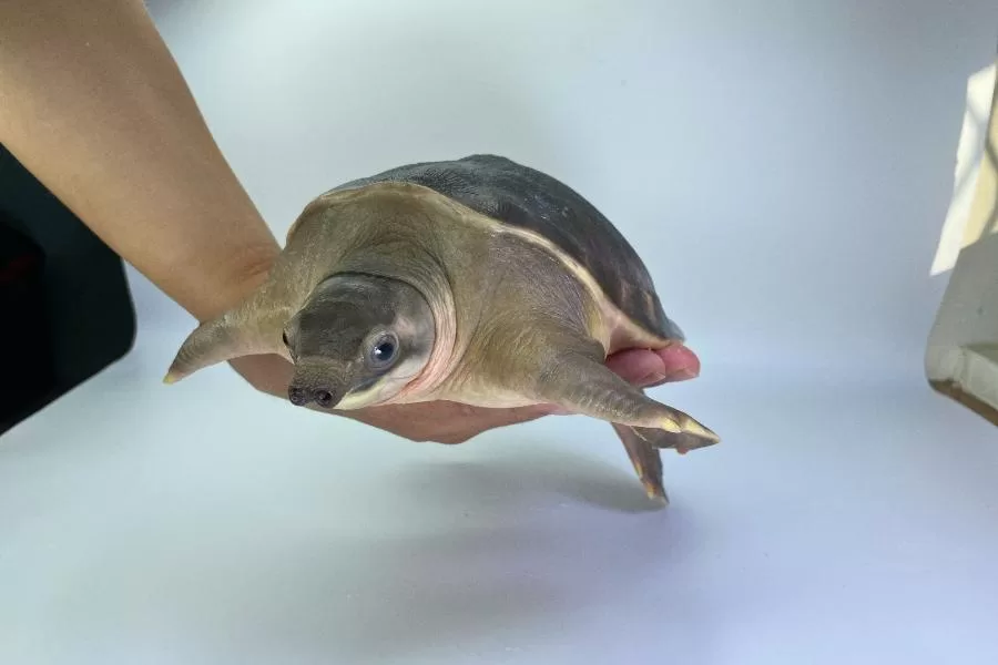 Tartaruga nariz de porco: a criatura misteriosa dos pântanos