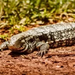 Lagarto teiú: explorando o mundo do majestoso réptil teiidae