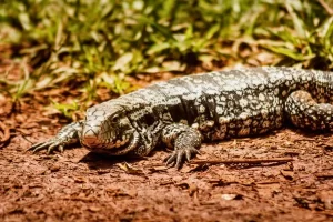 Lagarto teiú: explorando o mundo do majestoso réptil teiidae