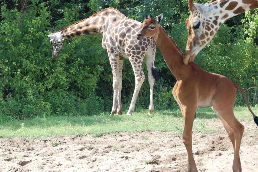 girafa sem manchas