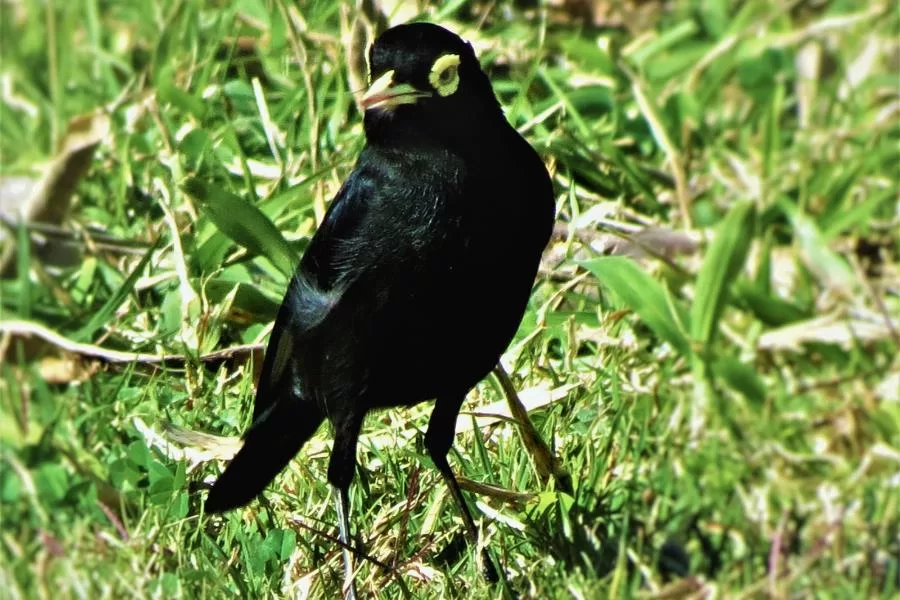 Viuvinha-de-óculos: revelando os encantos da ave passeriforme - Imagem: Canva Pró.