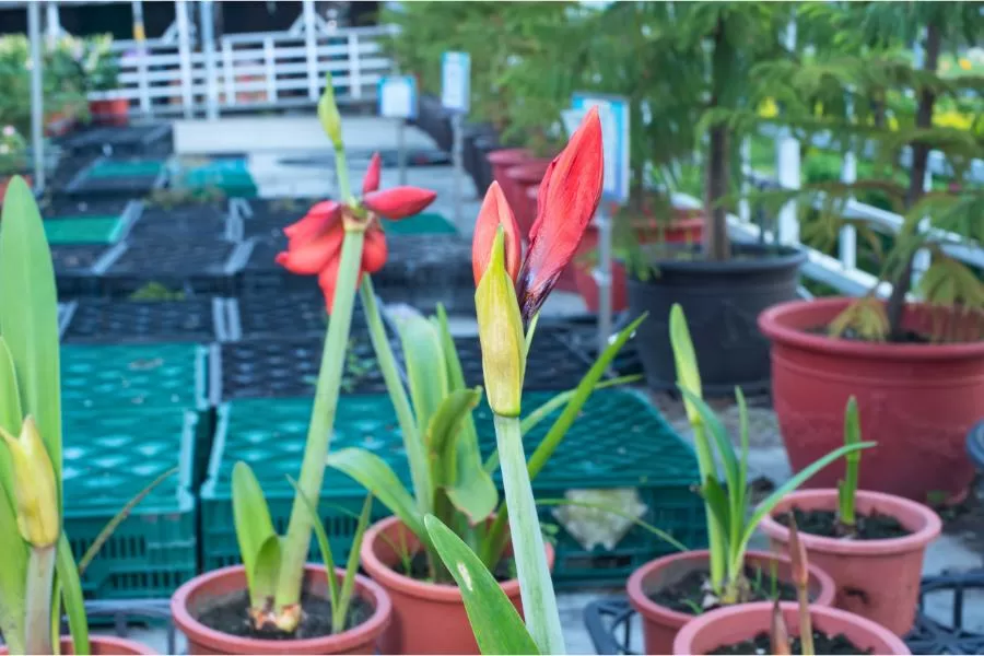 Amarílis em destaque: uma visão geral da flor brasileira