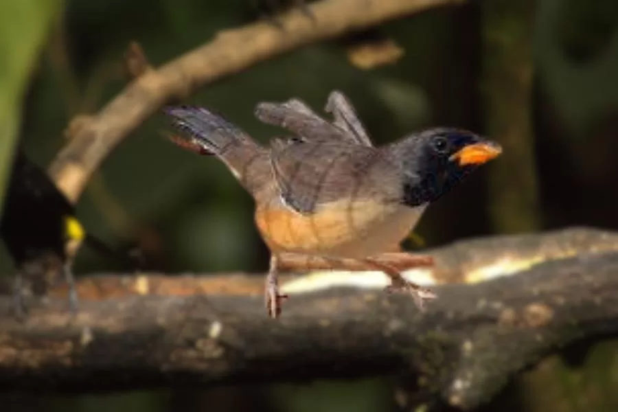 Batuqueiro-de-bico-laranja: uma ave repleta de beleza