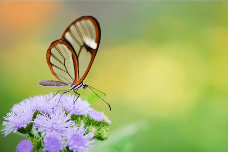 Greta oto: a borboleta de vidro que encanta os céus tropicais