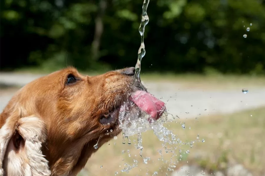 Dicas para aliviar o calor do seu cachorro no verão