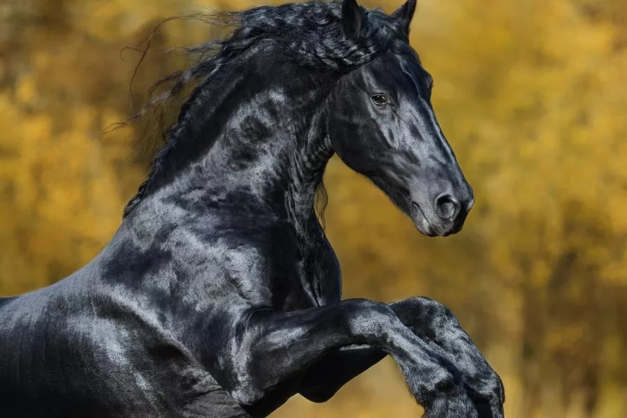 Cavalo frísio: elegância e força em uma raça icônica