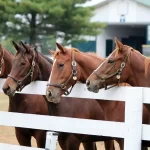 Descubra o que é um cavalo puro sangue - Imagem: Canva Pró.