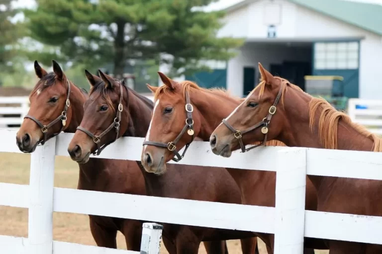 Descubra o que é um cavalo puro sangue - Imagem: Canva Pró.