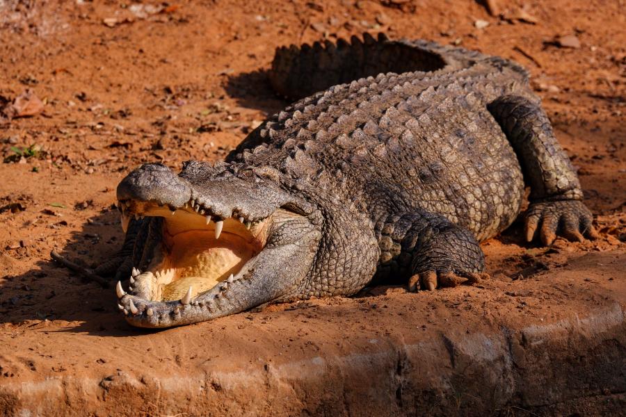 Curiosidades fascinantes sobre crocodilos