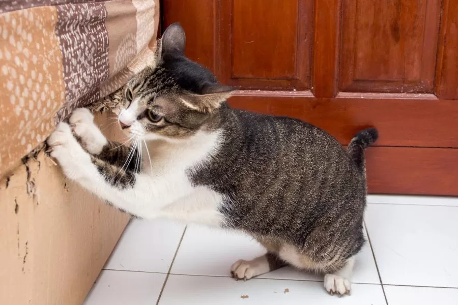 Como evitar que o gato arranhe os móveis?