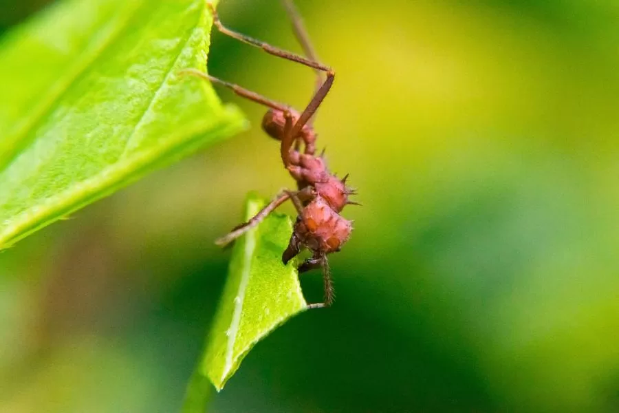 Formigas saúva: sociedades complexas e ecologia fascinante
