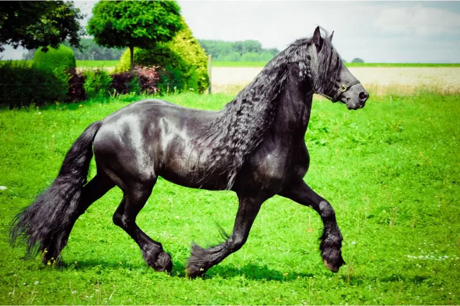 Cavalo frísio: elegância e força em uma raça icônica - Imagem: Canva Pró.