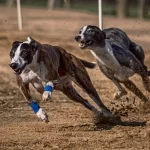 O galgo: elegância e velocidade na natureza