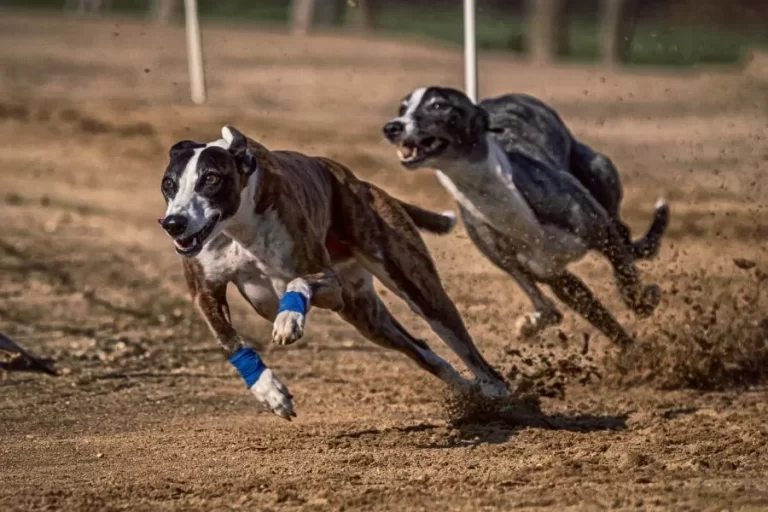 O galgo: elegância e velocidade na natureza