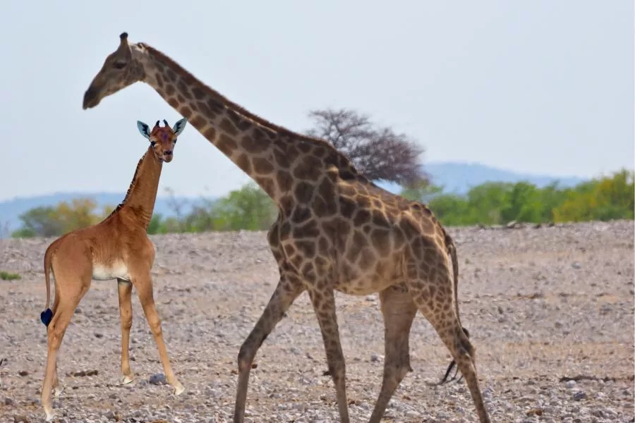 Uma girafa sem manchas: um espetáculo raro e encantador no Brights Zoo