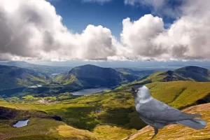 A gralha-de-nuca-cinzenta: inteligente dos céus - Imagem Canva Pró