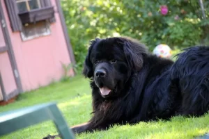 grande-cão-urso-preto