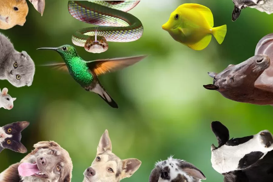 Quais são os cinco grupos de animais? - Imagem: Canva Pró.