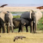 As curiosidades mais surpreendentes sobre mamíferos - Imagem: Canva Pró.