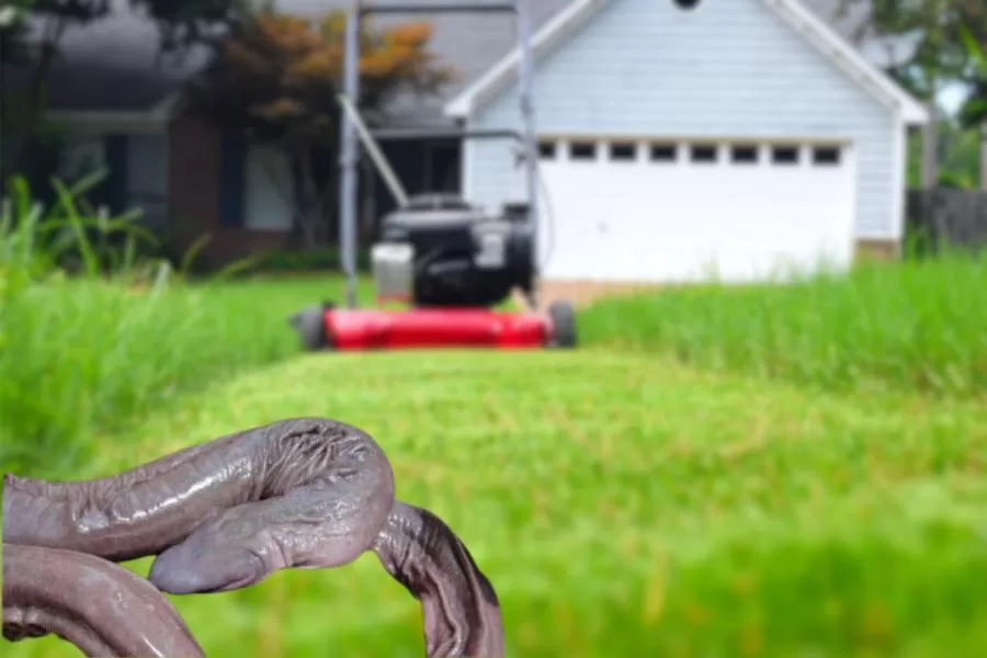 Conheça a cobra mole: uma criatura surpreendente
