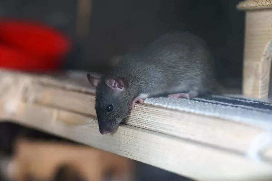 O mundo dos roedores: explorando a diversidade dos mamíferos