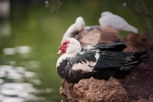 Pato-do-mato: conhecendo a fascinante ave silvestre