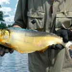 O fascinante mundo do apapá peixe de água doce brasileiro